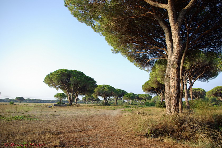 La fascia costiera a nord della  foce dell''Ombrone